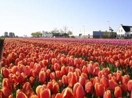 Regio Deal steekt zeven ton in duurzame sierteeltprojecten