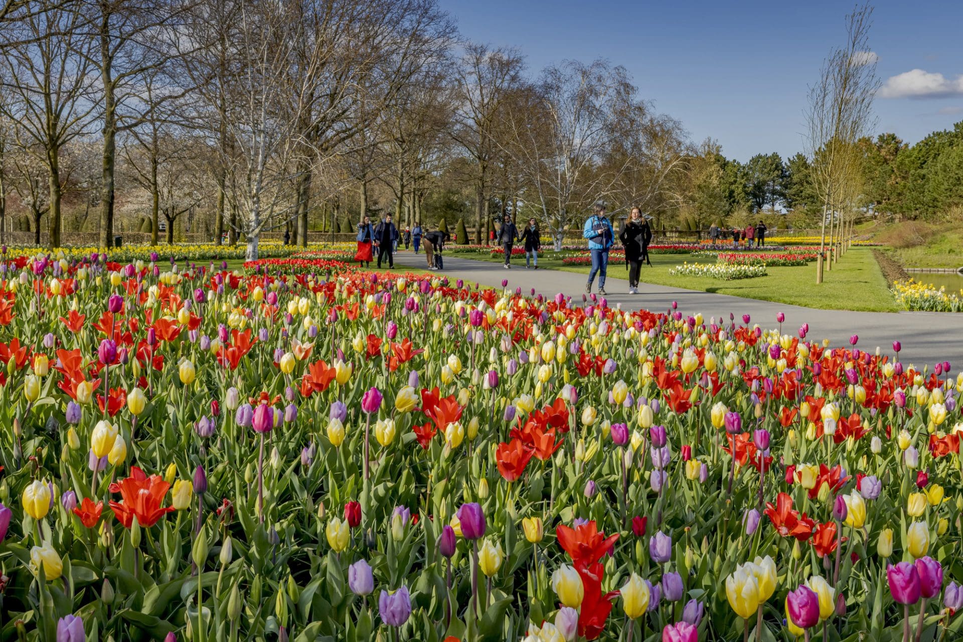 Keukenhof gesloten; in volle bloei en zonder bezoekers - Bollenstreek Omroep