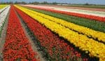 Kwekersorganisatie: verrast door Europese beslissing over bestrijdingsmiddelen