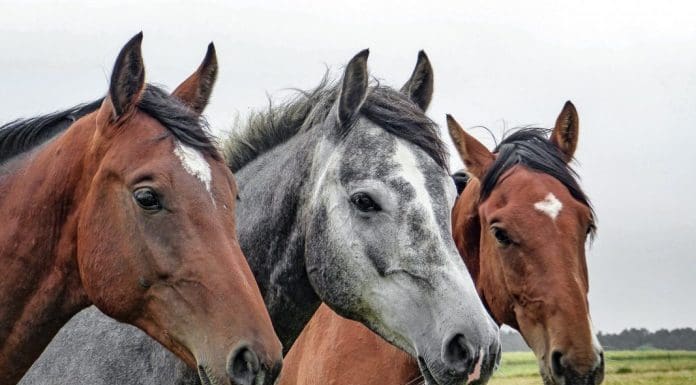 Weer politieke vragen over paardenweitjes Noordwijk