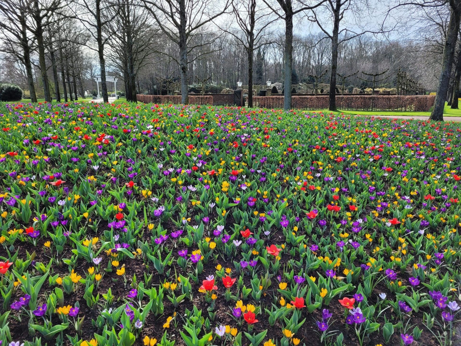 032124 Keukenhof 2024 (2)