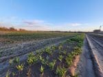 Raad Hillegom akkoord met omstreden verzoek aan provincie voor 400 flexwoningen op bollengrond