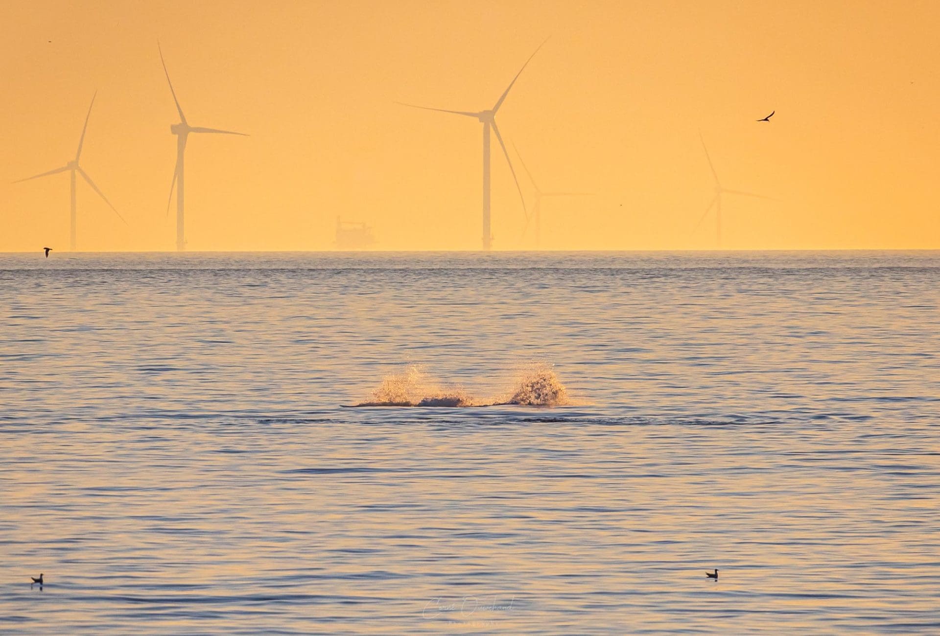 Foto: Corné Ouwehand