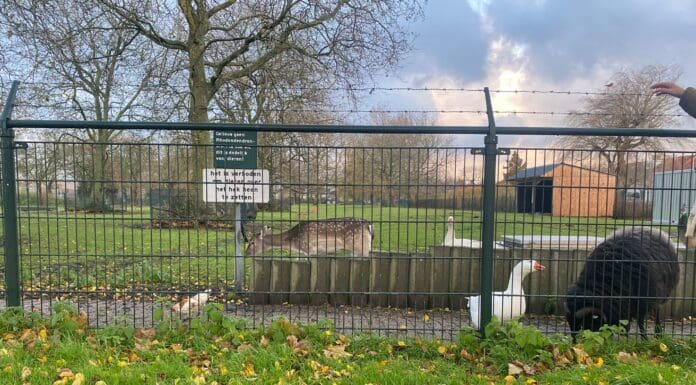 Opknapbeurt Cerespark en Beltpark twee jaar vertraagd, herten tijdelijk naar Stolwijk