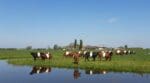 Vier jaar Teylingen in vogelvlucht: bestuurlijke brandjes blussen, 1300 woningen erbij en een pachtdrama