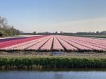 Hillegom haalt Zanderij en Pastoorslaan-Zuid als bouwlocaties uit toekomstplan Bollenstreek
