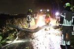 Storm Benjamin in de Bollenstreek: geen grote schade, brandweer zaagt omgewaaide bomen in stukken