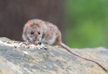 Vragen over groeiende rattenoverlast buitengebied Noordwijk