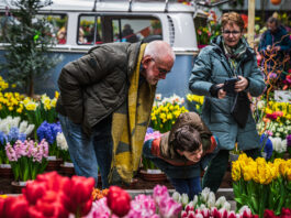 Lenteflora trekt ook op nieuwe locatie veel bekijks