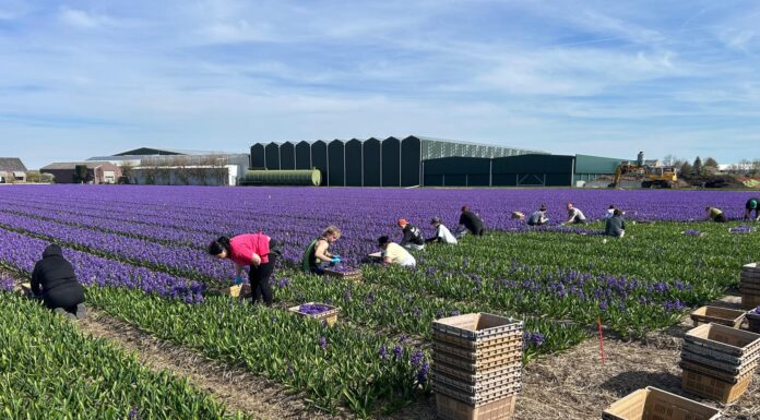 Corsobloemen staan klaar voor de stekers