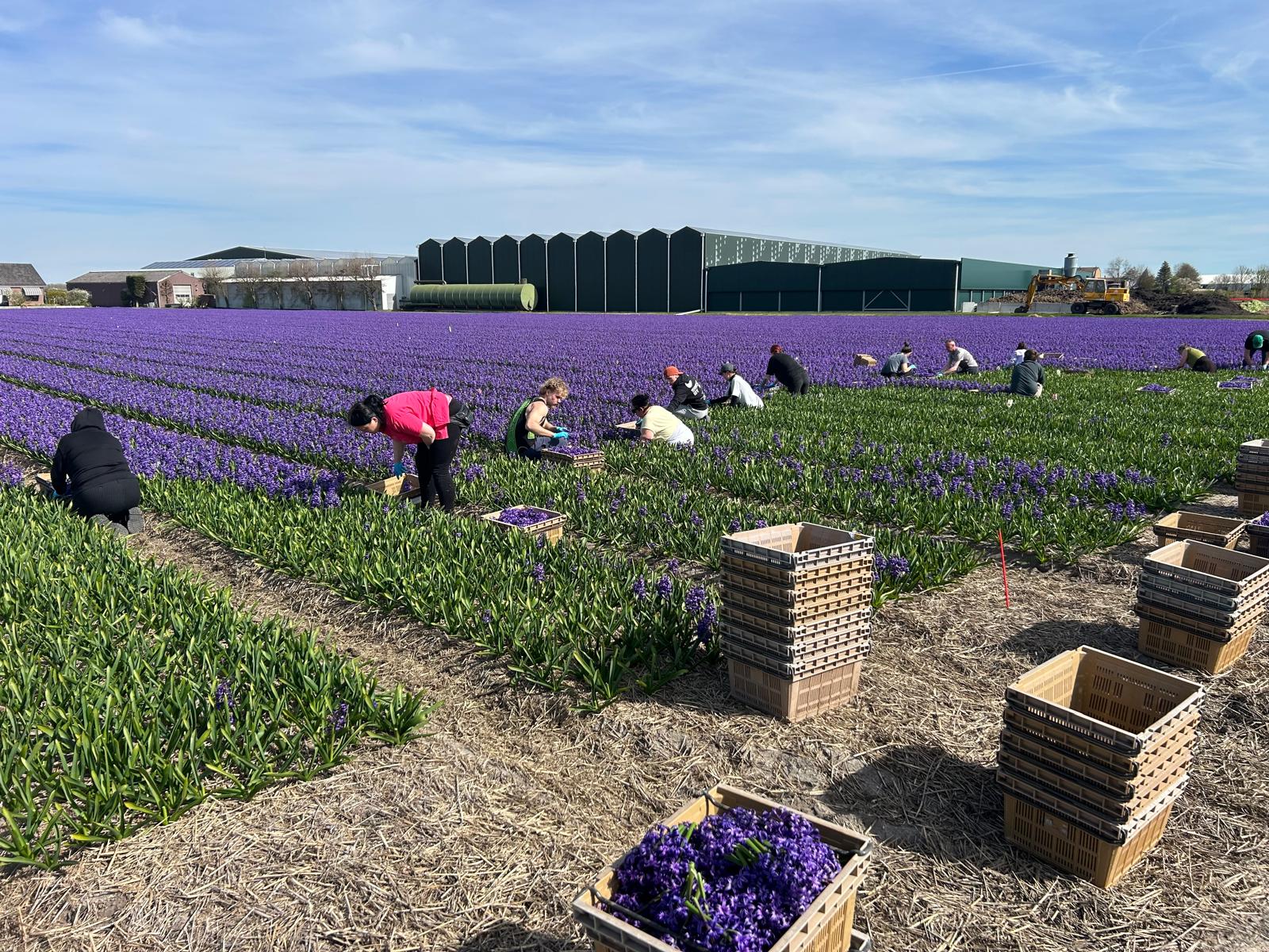 041426corsohyacinten