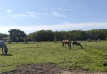 Menselijke maat bij paardenweitjes komt na onderzoek