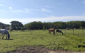 Menselijke maat bij paardenweitjes komt na onderzoek