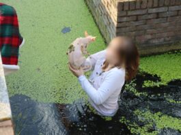 Vrouw springt sloot met kroos in om naaktkat te redden