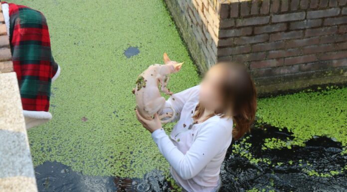 Vrouw springt sloot met kroos in om naaktkat te redden