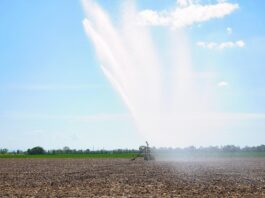 Hitteplan in de Bollenstreek: extra maatregelen door warmte