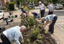 Buurtgroenbudget moet Lisse vergroenen