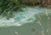 Blauwalg in Oosterduinse Meer, Klinkenbergerplas en Kagerplassen, ’t Joppe Merenwijk