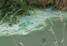 Blauwalg in Oosterduinse Meer, Klinkenbergerplas en Kagerplassen, ’t Joppe Merenwijk