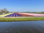 Alliantie Bollenstreek roept op tot regionale keuzes over woningbouw en bollengronden