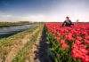 Voorkomen van dijkdoorbraken belangrijker dan bollenteelt: waterschap waarschuwt voor gevolgen van droogte