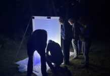 Op zoek naar nachtvlinders in het Bos van Krantz: ‘Je voorspelt nooit precies wat er op het doek verschijnt’