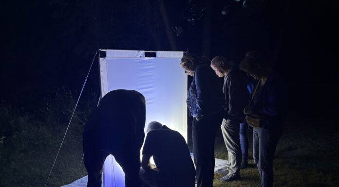 Op zoek naar nachtvlinders in het Bos van Krantz: ‘Je voorspelt nooit precies wat er op het doek verschijnt’