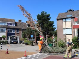 Boom omgezaagd na aanrijding