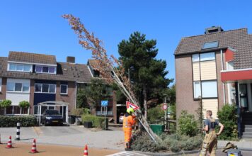 Boom omgezaagd na aanrijding