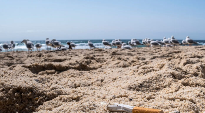 Beach Cleanup 2026: het strand is weer aan kant
