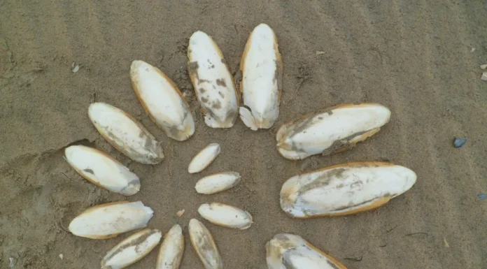 Bijzondere vondst langs de kust: jonge zeekatjes spoelen aan