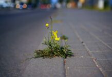 Gemeenten HLT vragen geduld bij aanpak van onkruid