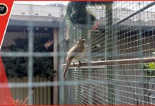 Zomerserie Op visite bij: Vogelvereniging de Kolibri