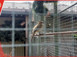 Zomerserie Op visite bij: Vogelvereniging de Kolibri