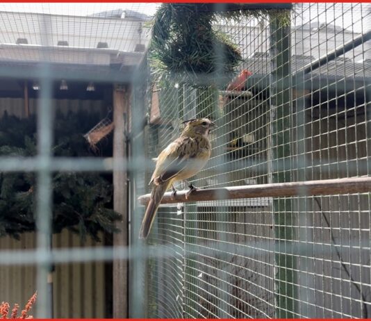Zomerserie Op visite bij: Vogelvereniging de Kolibri