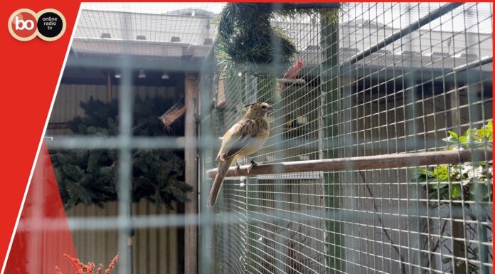 Zomerserie Op visite bij: Vogelvereniging de Kolibri