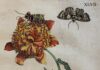 Nieuwe prenten in museum De Zwarte Tulp Lisse