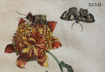 Nieuwe prenten in museum De Zwarte Tulp Lisse