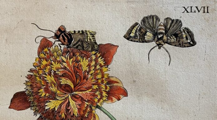 Nieuwe prenten in museum De Zwarte Tulp Lisse