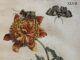 Nieuwe prenten in museum De Zwarte Tulp Lisse