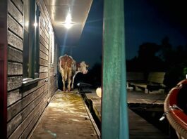 Brandweer haalt koe van woonboot