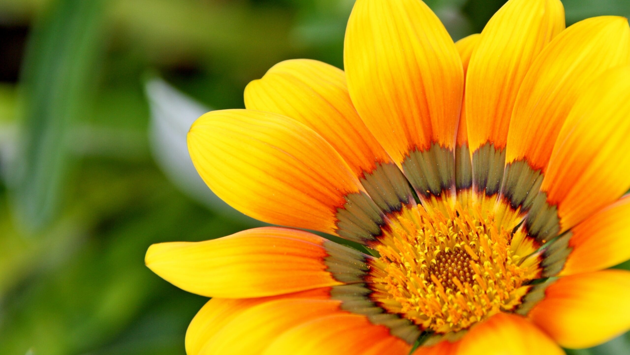 wow_pho-yellow-715540