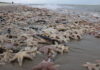 Duizenden zeesterren aangespoeld op strand van Noordwijk