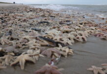 Duizenden zeesterren aangespoeld op strand van Noordwijk