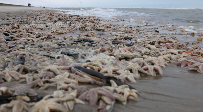 Duizenden zeesterren aangespoeld op strand van Noordwijk