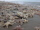 Duizenden zeesterren aangespoeld op strand van Noordwijk