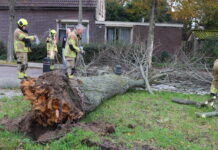 Omgewaaide boom blokkeert weg in Noordwijkerhout