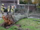 Omgewaaide boom blokkeert weg in Noordwijkerhout