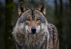 Helder vraagt duidelijkheid over wolfmelding in De Zilk