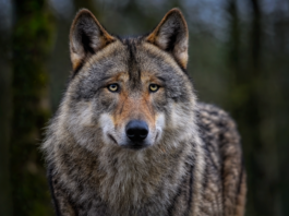 Helder vraagt duidelijkheid over wolfmelding in De Zilk